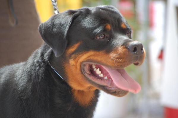 Erick De Dacarvill | Rottweiler 