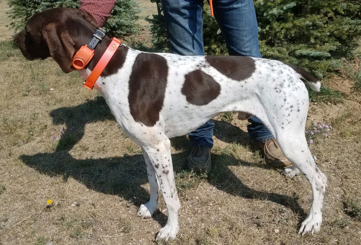 Wilsons Kimber | German Shorthaired Pointer 