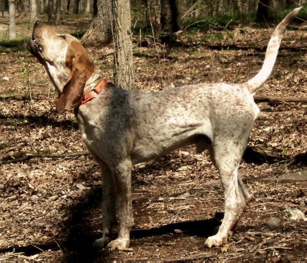 Saltlick's Blue Misty Linga | Bluetick Coonhound 