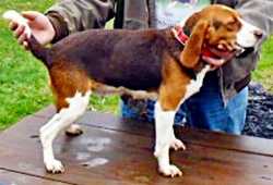 Laneline Tinkers Creek Rosie | Beagle 