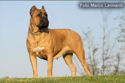 Akira del rosso malpelo | Cane Corso 