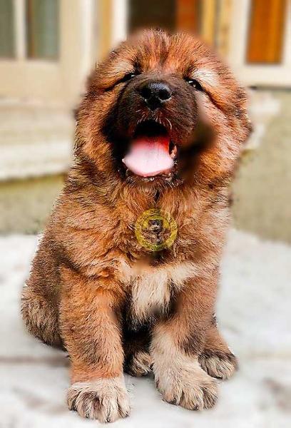 Amira de BsquaredKennel | Caucasian Mountain Dog 