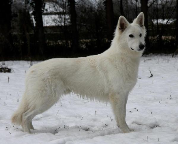 Glorieux-Espoir du Royaume des Lys d'Or | White Swiss Shepherd Dog 