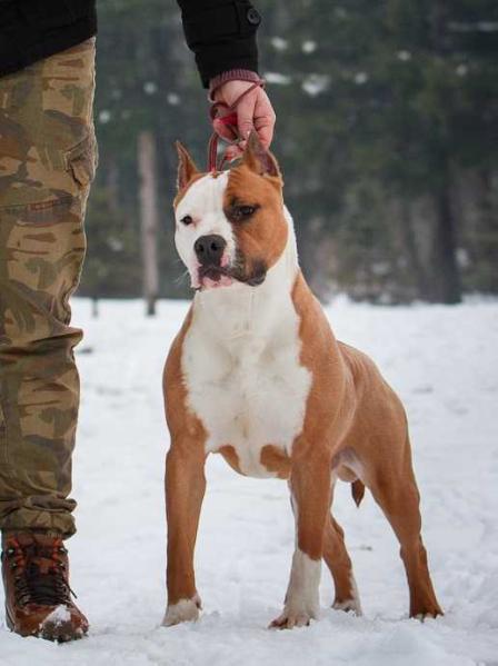 JC Ring Angels Millionaire | American Staffordshire Terrier 