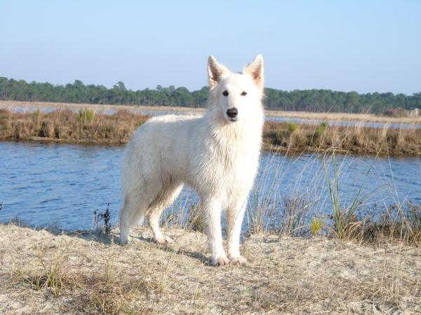 Dayka | White Swiss Shepherd Dog 