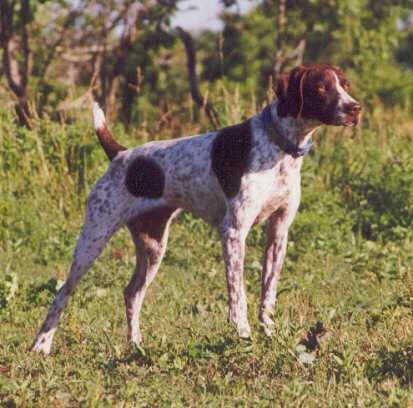 Bdk's Shake The Bank | German Shorthaired Pointer 