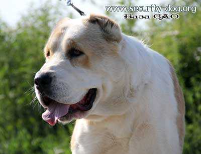 AYLUNA AYLU AYDYM | Central Asian Shepherd Dog 