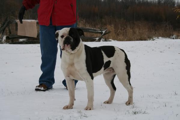 Taurus Bull's Kali | Olde English Bulldogge 