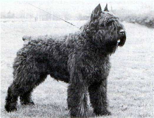 Muskwa Donja v.h. Witteveenseven | Bouvier des Flandres 