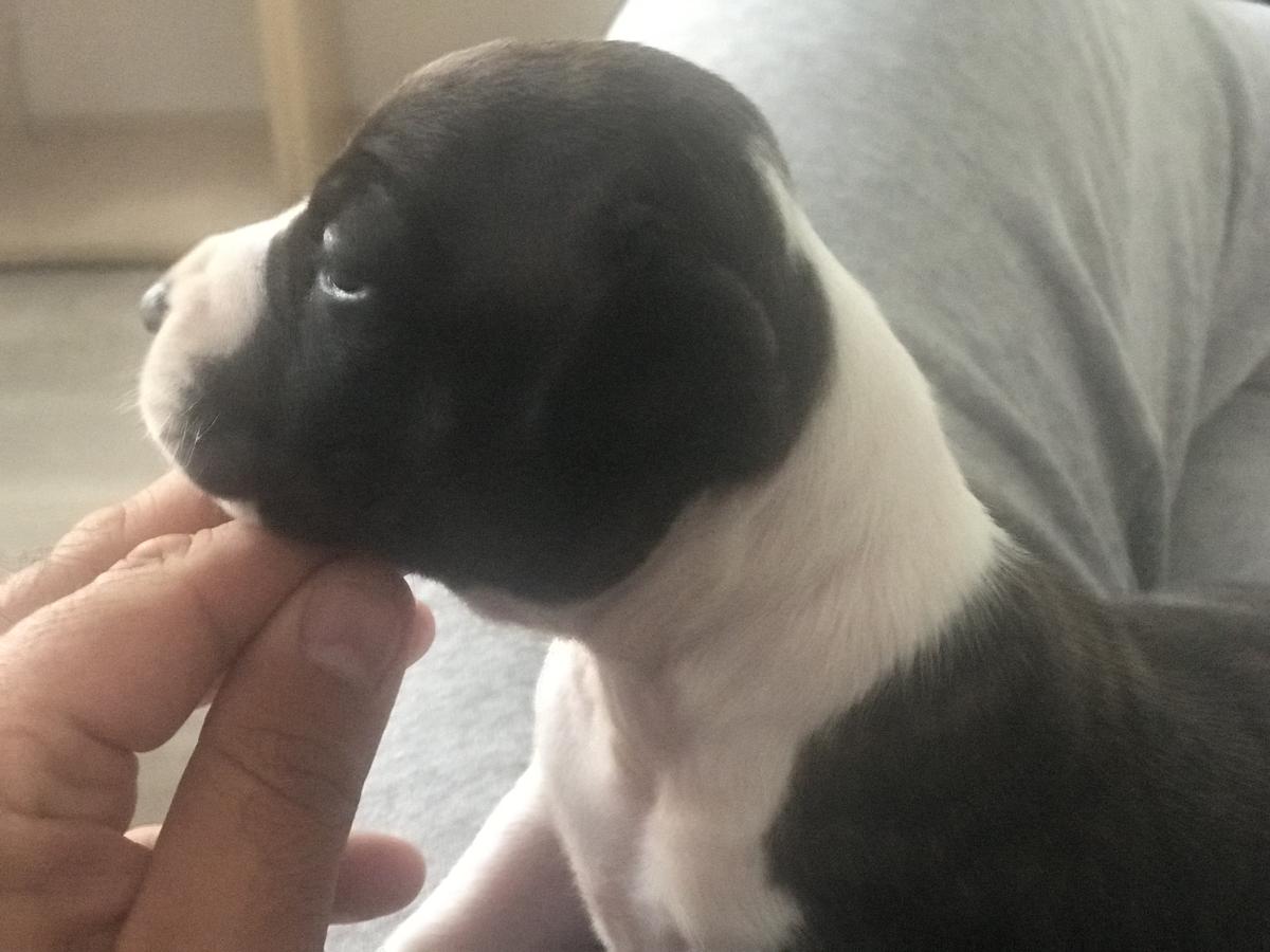 Showtime Staffs Glamour | American Staffordshire Terrier 