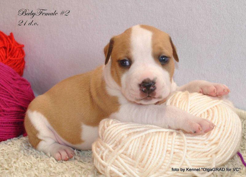 Eureka OlgaGRAD for VC | American Staffordshire Terrier 