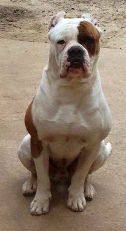 Rare Rebels Kimba Slice | American Bulldog 
