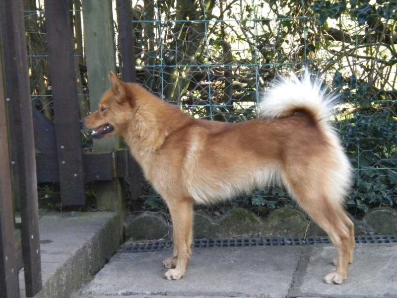 Sukunimi STORM | Finnish Spitz 