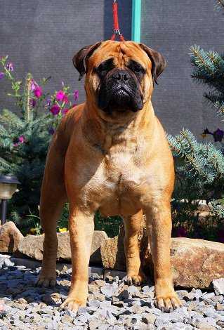 toro diavolo bella dona | Bullmastiff 