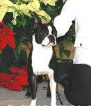 RENEA'S ROOSTER | Boston Terrier 