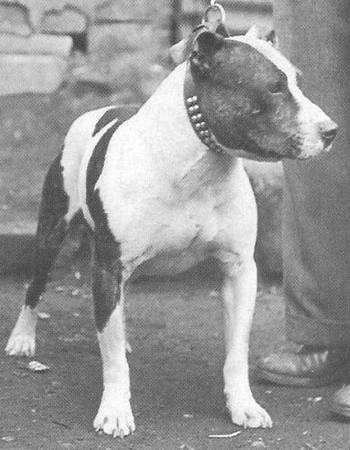 Brindle Crescendo Of Wychbury | Staffordshire Bull Terrier 