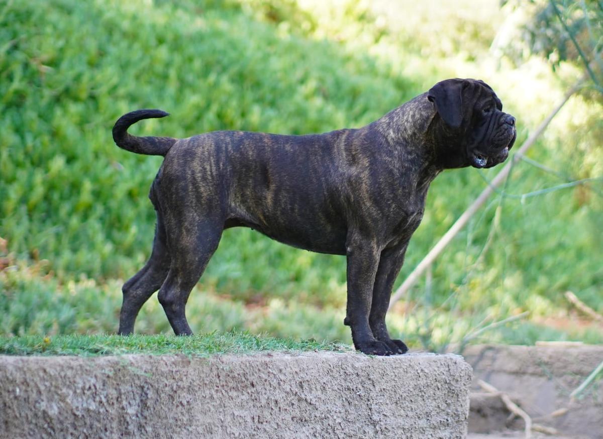 Copperbulls Ginebra | Bullmastiff 