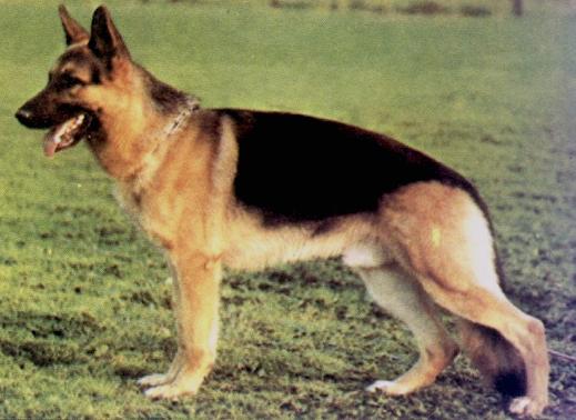 Grando vom Patersweg | German Shepherd Dog 