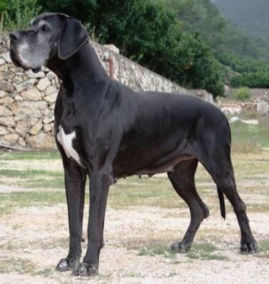 ESTELA DEL FORJADOR | Great Dane 