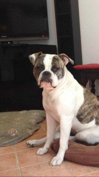 Fulldog's Marylin | American Bulldog 