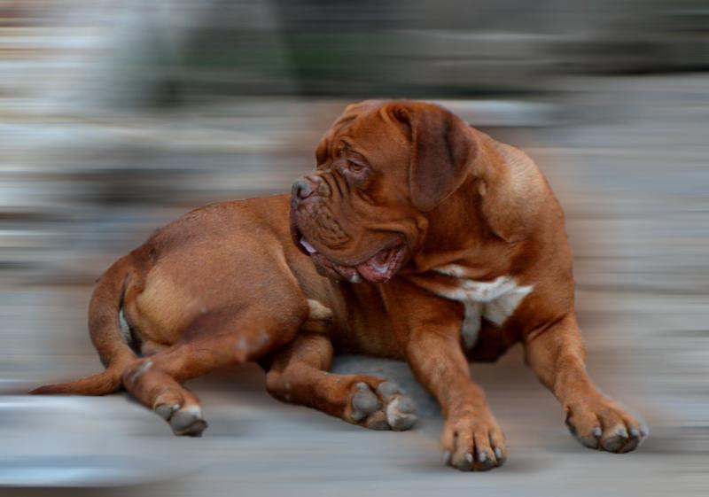 Pure Valor | Dogue de Bordeaux 