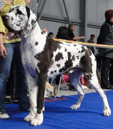 Hanibal Antree Bohemia | Great Dane 