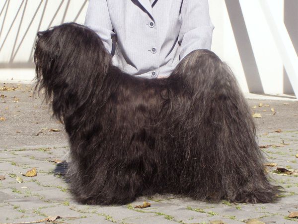 DJENGIS-KHAN TASHI BODJUL | Tibetan Terrier 