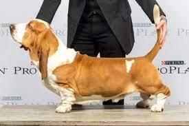 Ure My Model Van Grunsven | Basset Hound 
