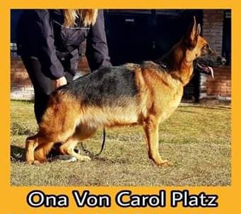 Ona Von Carol Platz | German Shepherd Dog 