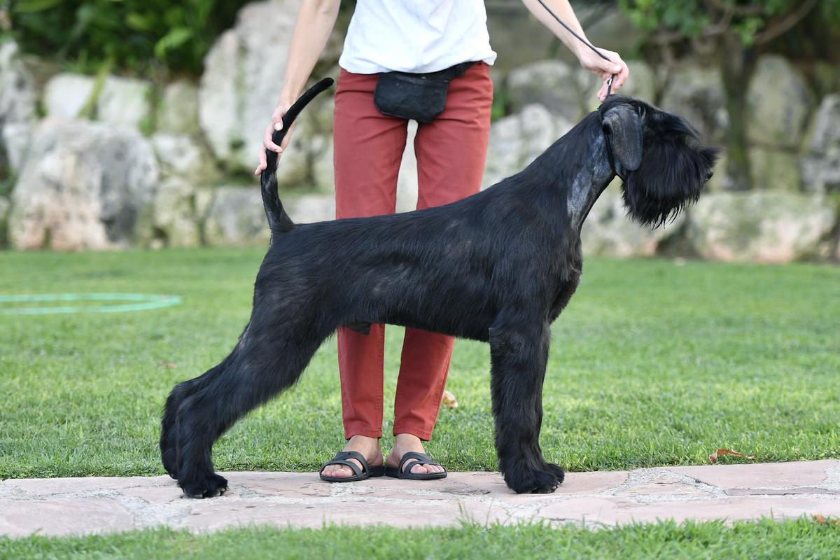 XUACU del Pago los Albardines | Giant Schnauzer 