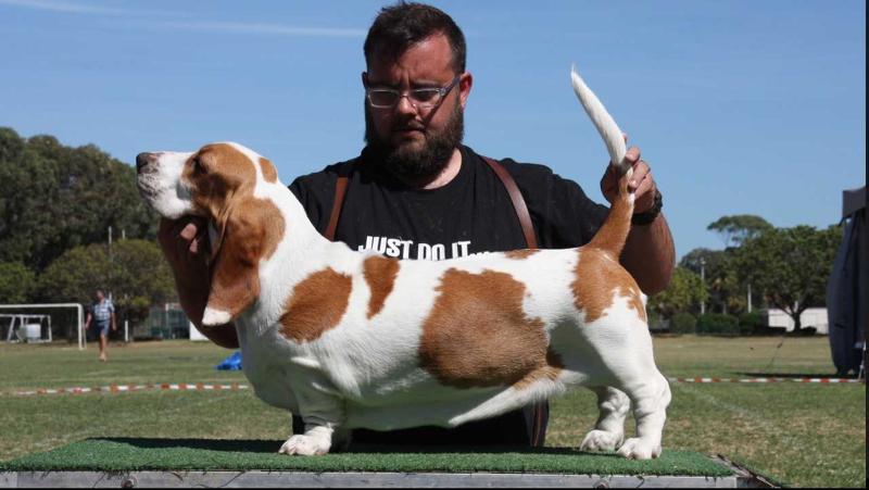 Bassefied Estelle | Basset Hound 