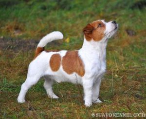 Huoleton capricornus | Jack Russell Terrier 