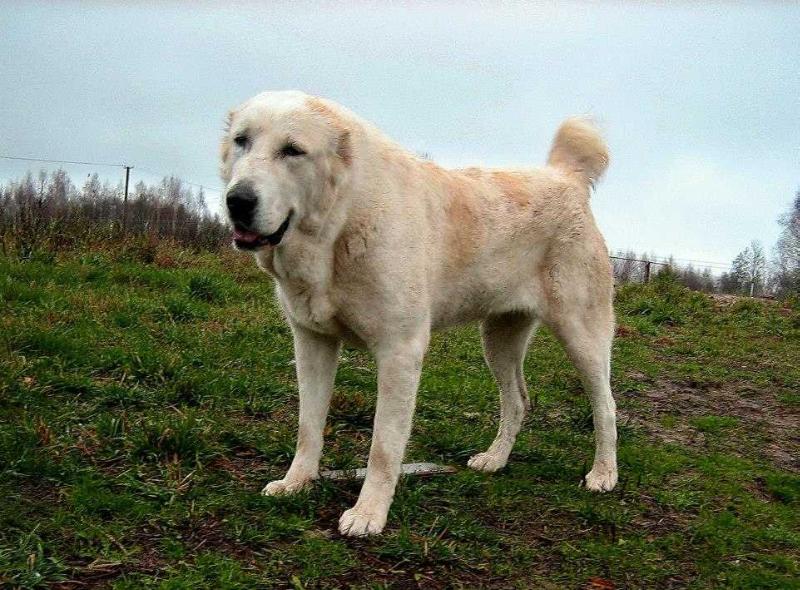 karavan iti ester | Central Asian Shepherd Dog 