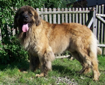 Zachariasz Ligocka Wataha | Leonberger 