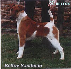 Belfox Qsandman | Smooth Fox Terrier 