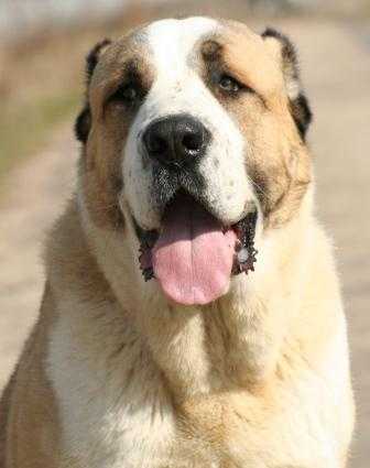 GORAT | Central Asian Shepherd Dog 