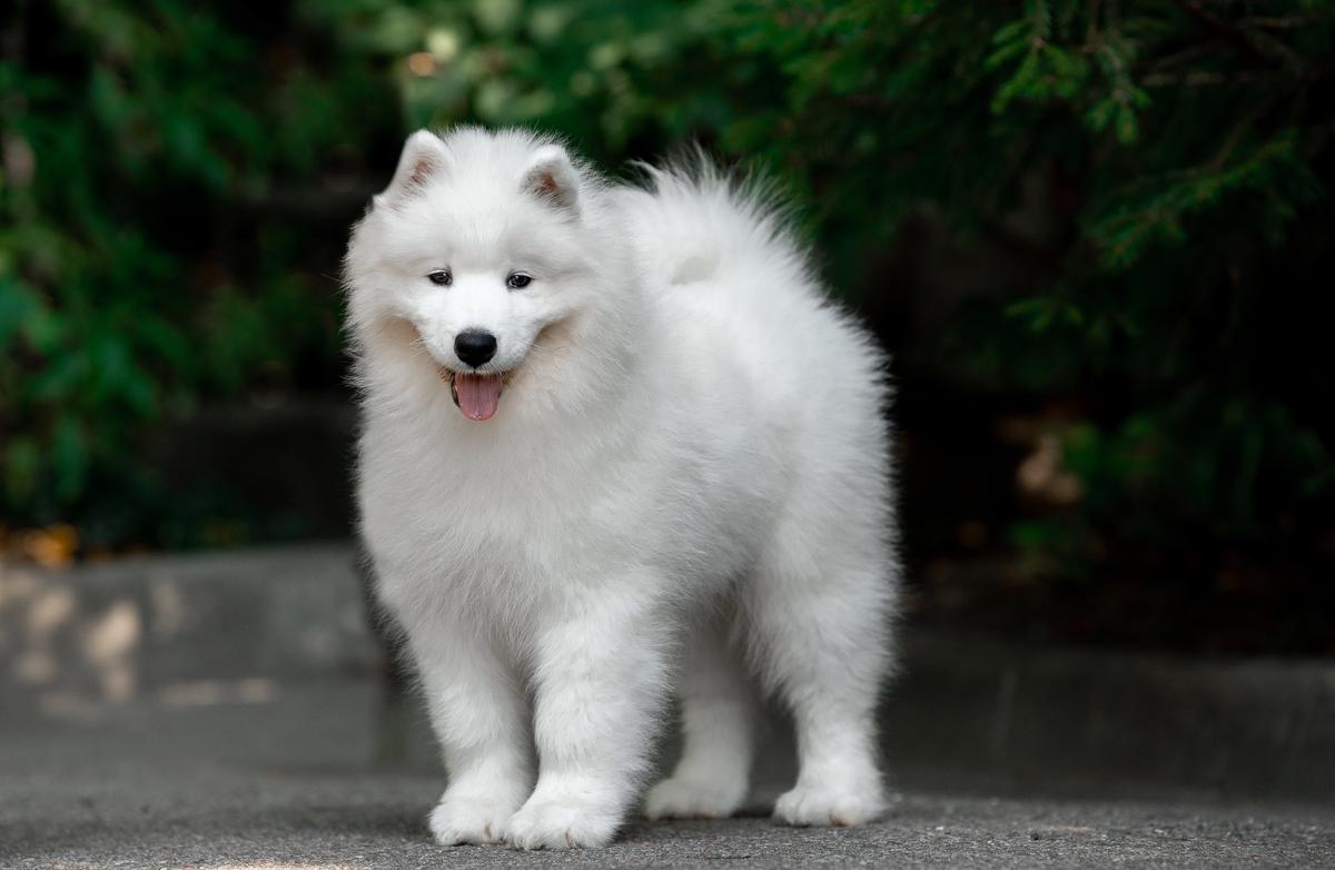 Amundsen Team Yusta Grata | Samoyed 