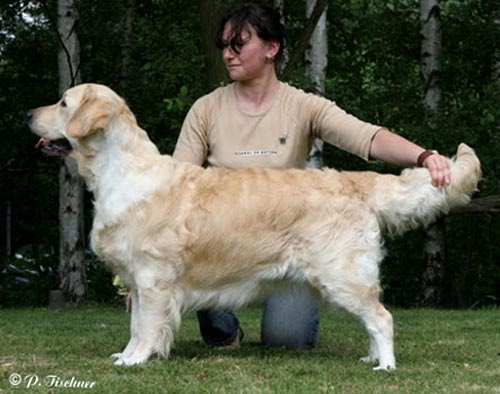 Xanthos Carissima | Golden Retriever 