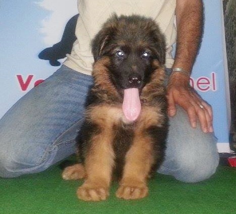 Yankee Vom Cairo | German Shepherd Dog 