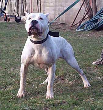 White Knight's JJ (WEB) | Alapaha Blue Blood Bulldog 