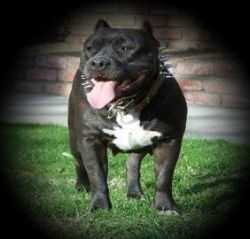 Razorsedge Premiumpit's Midnite | American Pit Bull Terrier 