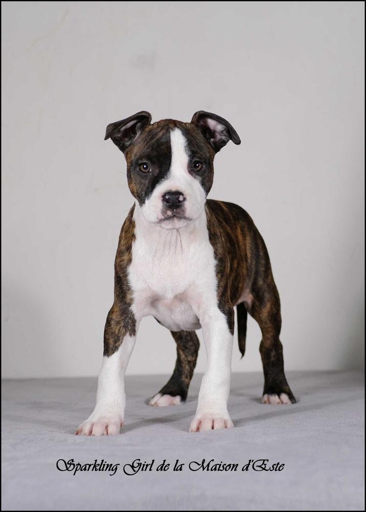 Sparkling Girl de la Maison d'Este | American Staffordshire Terrier 