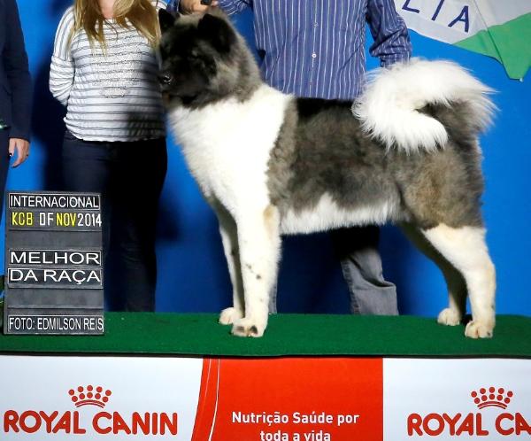 Shiva Astrid | Akita 