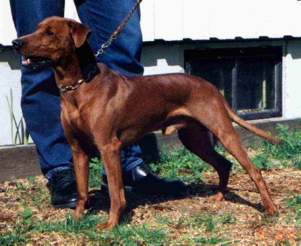 Rattenjager BELLENDER BURSCHE | German Pinscher 