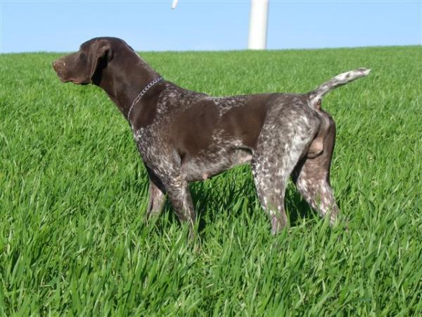 Colombo du Pied du Mont | German Shorthaired Pointer 