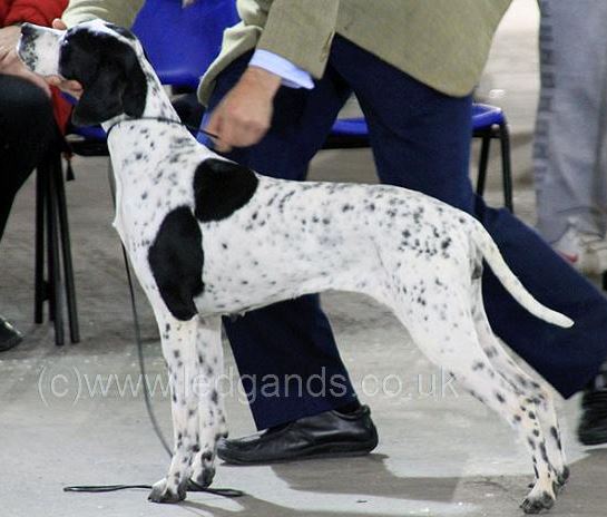 BRADGATE MYSTIC MAUKA AT KANIX | Pointer 