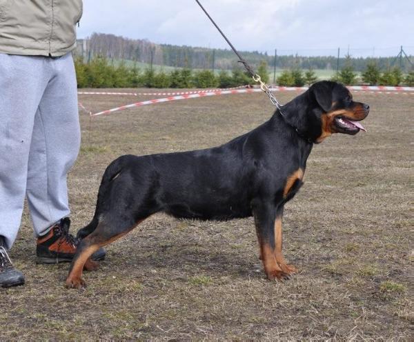 Myna Blackrosesrot | Rottweiler 