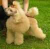 Gently Born Nika | Poodle 