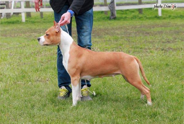 Lilly Premium Selection | American Staffordshire Terrier 
