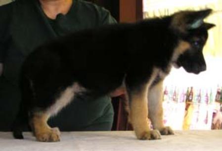 Ayko von der burg Rubin | German Shepherd Dog 